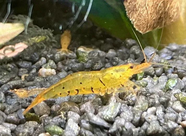 Golden Tiger Garnele – Tangerine Tiger / Orange Tiger – Caridina cantonensis