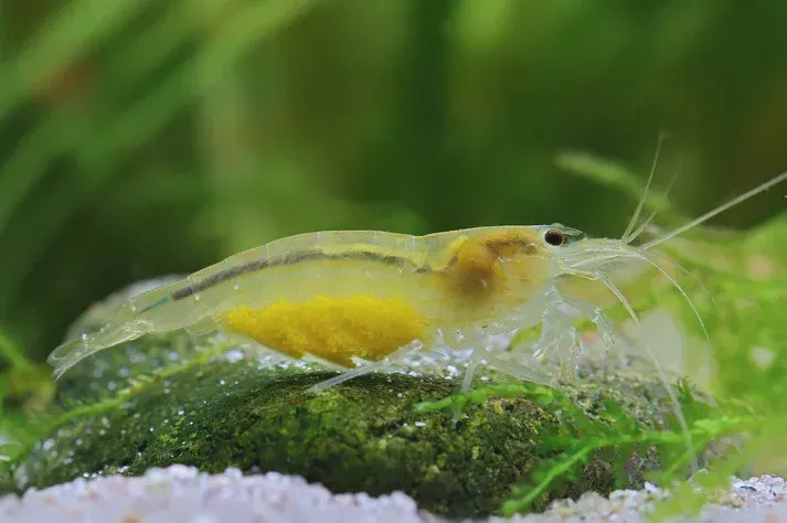 Yellow Amanogarnele - Caridina multidentata