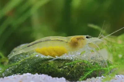 Yellow Amanogarnele - Caridina multidentata Yellow Amanogarnele - Caridina multidentata