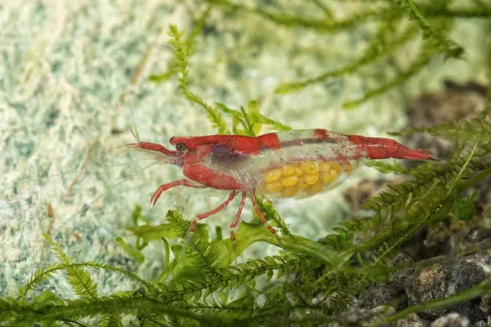 Tragende Red Rili Garnele - Neocaridina davidi