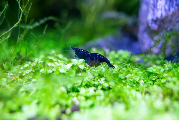 Tragende Blue Dream Garnele - Neocaridina davidi