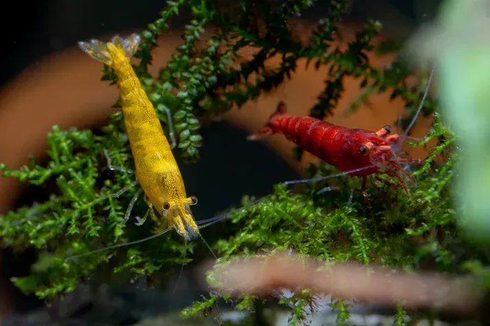 Rot / Gelb Mix 10 Stück Garnele - Neocaridina davidi Rot / Gelb Mix 10 Stück Garnele - Neocaridina davidi