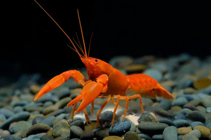 Superorangener Aprikosenkrebs, Cherax cf. holthuisi Superorangener Aprikosenkrebs, Cherax cf. holthuisi