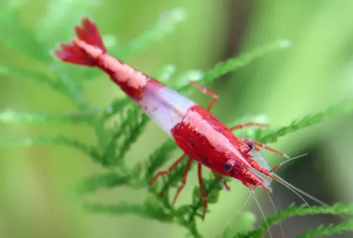 Red Rili Volcano Garnele - Neocaridina davidi