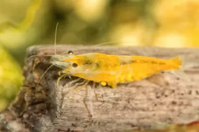 Tragende Yellow Fire Garnele - Gelbe Garnele - Neocaridina davidi Tragende Yellow Fire Garnele - Gelbe Garnele - Neocaridina davidi "Yellow "