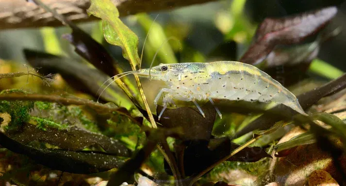 Snow Amanogarnele - Caridina multidentata Snow Amanogarnele - Caridina multidentata "snow" Gr. L