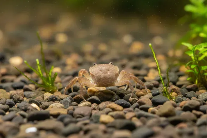 Zwergghost Unterwasserkrabbe - Potamocypoda pugil Zwergghost Unterwasserkrabbe - Potamocypoda pugil