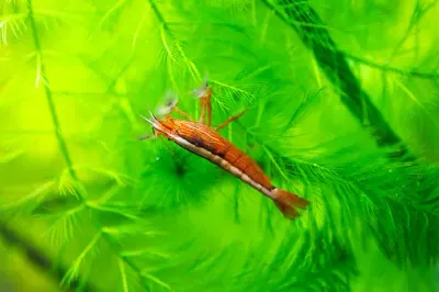 Molukkenfächergarnele - Atyopsis moluccensis Molukkenfächergarnele - Atyopsis moluccensis