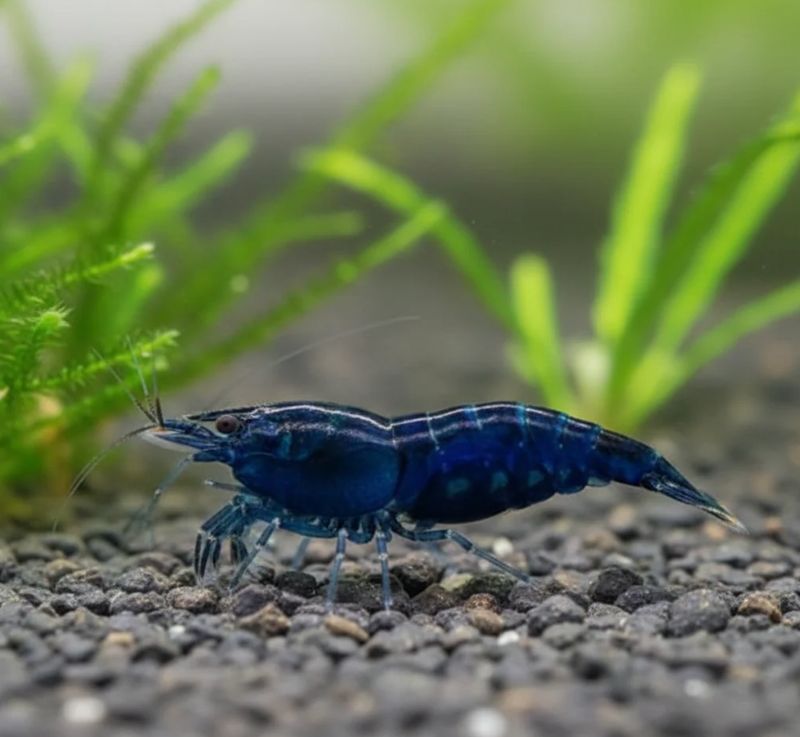 Blue Diamond Garnele - Neocaridina davidi