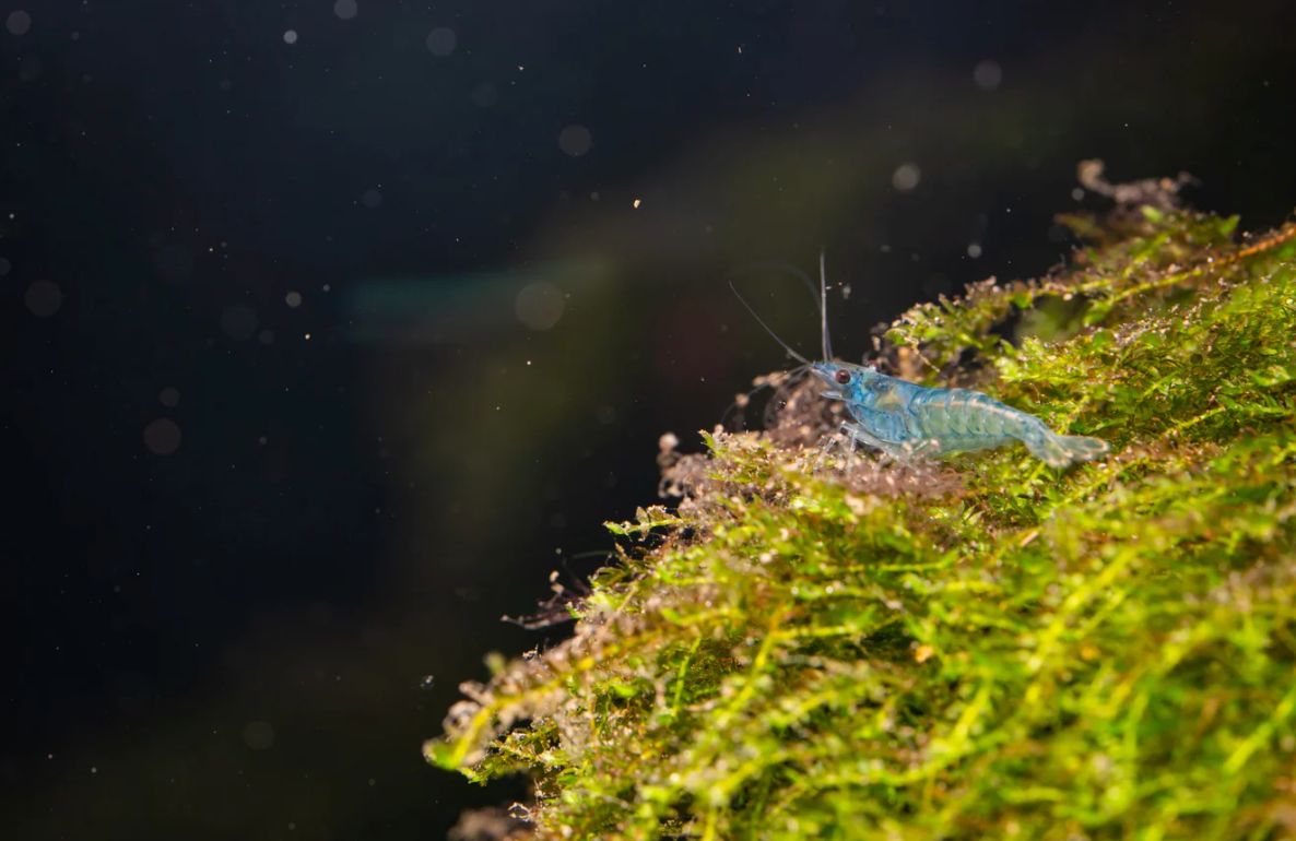 Blue Pearl Garnele - Neocaridina palmata Blue Pearl Garnele - Neocaridina palmata