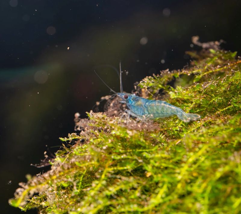 Blue Pearl Garnele - Neocaridina palmata