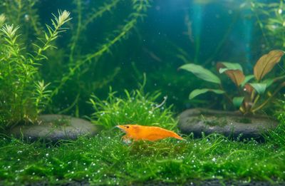 Sunkist Sakura Zwerggarnele Neocaridina Davidi Sunkist Sakura Zwerggarnele Neocaridina Davidi