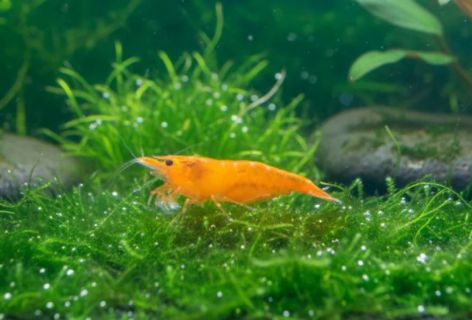 Sunkist Sakura Zwerggarnele Neocaridina Davidi