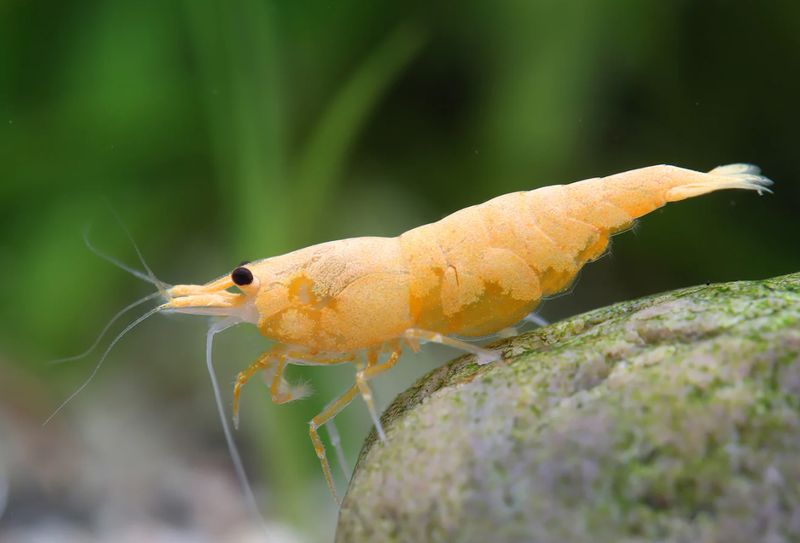 Crested Cream Garnele - Neocaridina davidi
