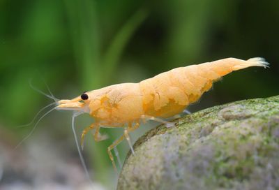 Crested Cream Garnele - Neocaridina davidi Crested Cream Garnele - Neocaridina davidi