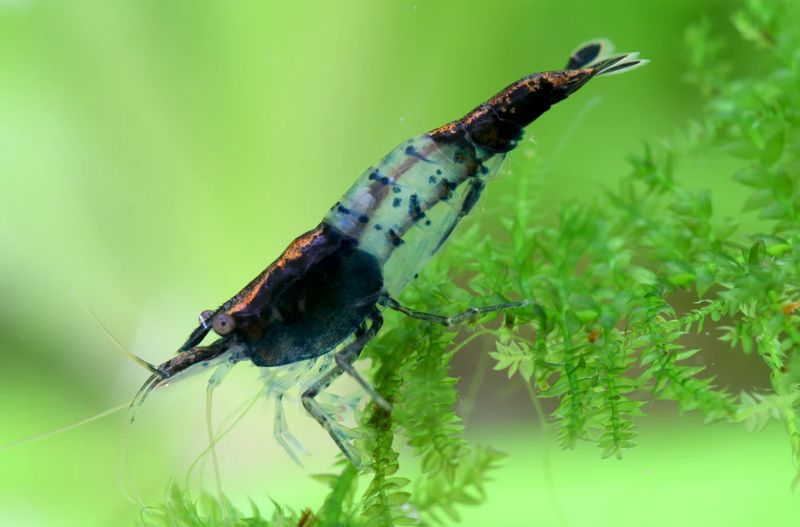 Zwerggarnele Black Rili – Neocaridina davidi | Schwarz-Weiß Garnele