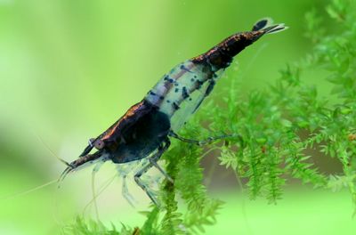 Zwerggarnele Black Rili – Neocaridina davidi | Schwarz-Weiß Garnele Zwerggarnele Black Rili – Neocaridina davidi | Schwarz-Weiß Garnele