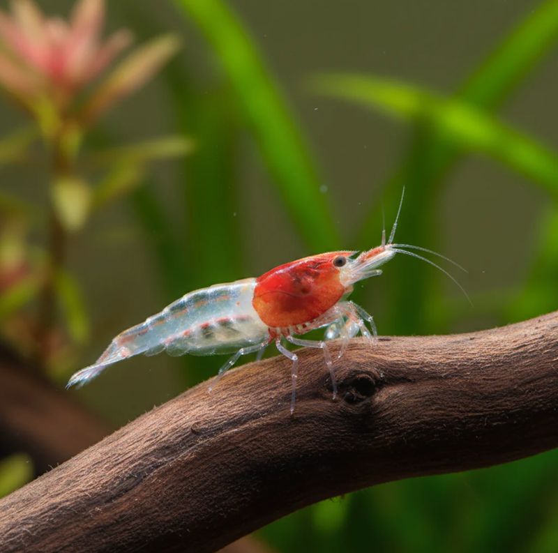 Neocaridina davidi - Zwerggarnele "Red neck"