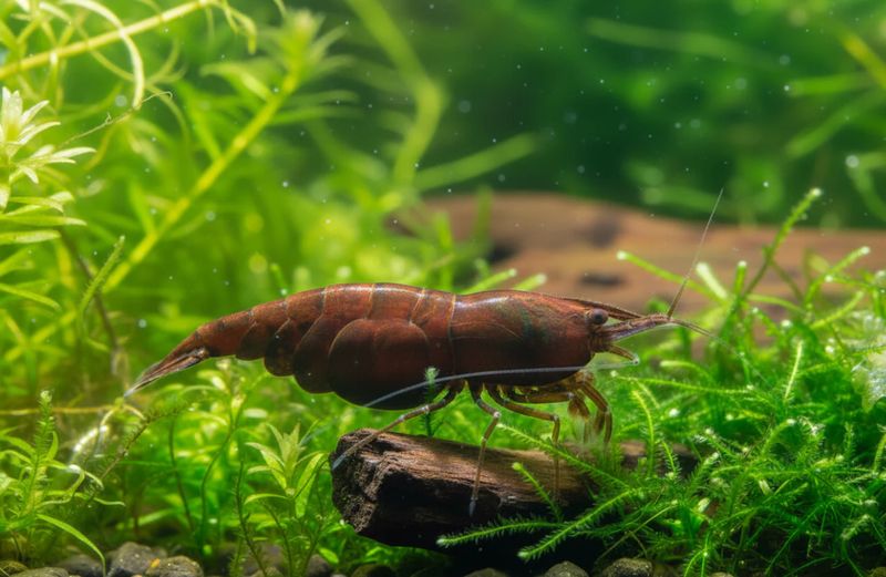 Neocaridina davidi - Zwerggarnele "Chocolate Fire"