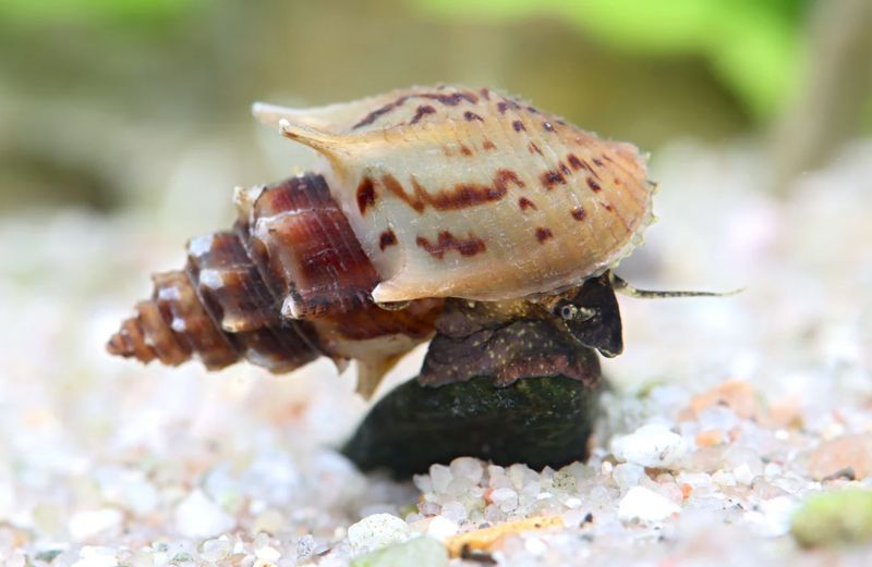 Thiara scabra – Turmdeckelschnecke „Ankylosaurus“