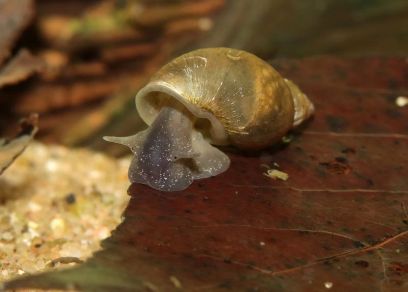 Yoda Schnecke (Eiförmige Schlammschnecke) - Radix balthica