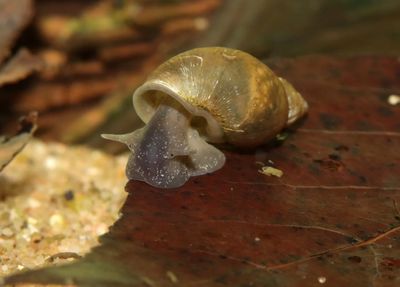 Yoda Schnecke (Eiförmige Schlammschnecke) - Radix balthica Yoda Schnecke (Eiförmige Schlammschnecke) - Radix balthica