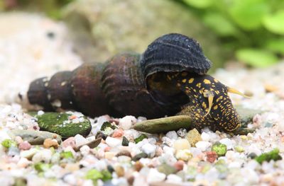 Thylomelania spec. - Yellow big spot Thylomelania spec. - Yellow big spot