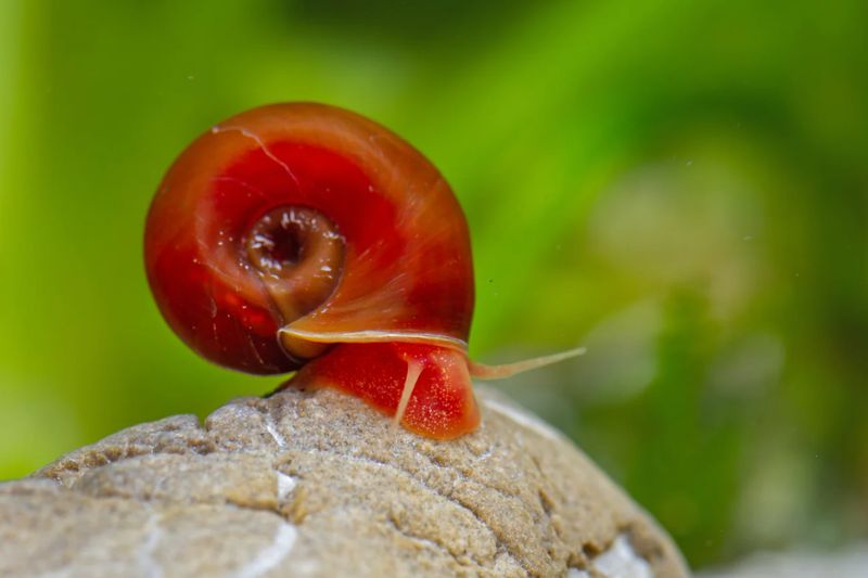 Orange-rote Posthornschnecke
