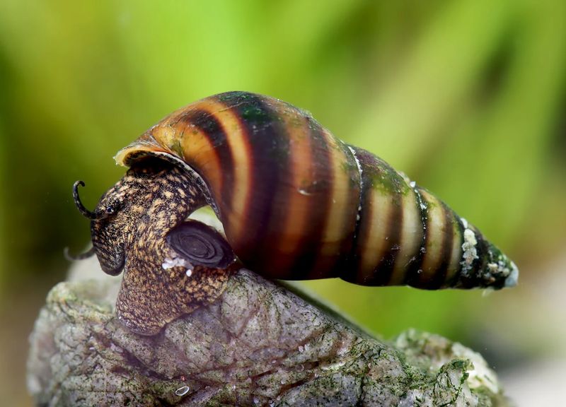 Gestreifte Turmdeckelschnecke - Brotia Manningi