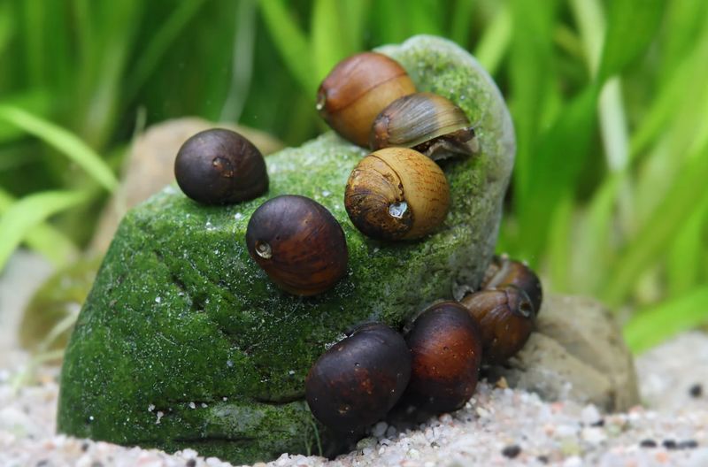 Geweihschnecke Black Fancy