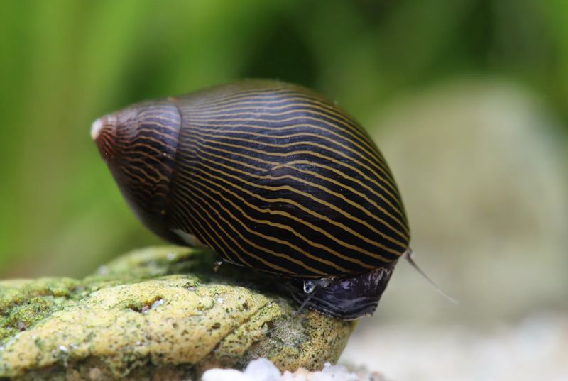 Tiger Rennschnecke (Neritina sp.)