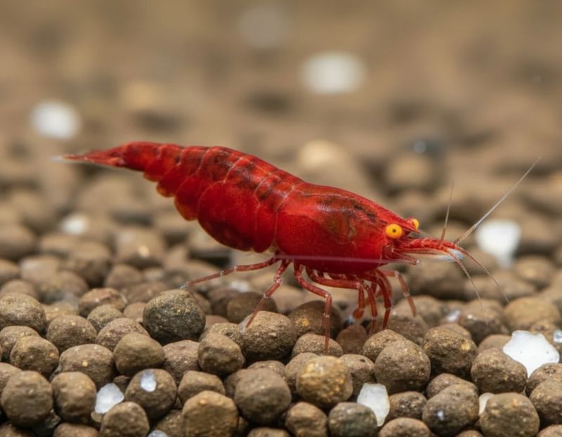 Bloody Mary OE Garnelen (Neocaridina OE)
