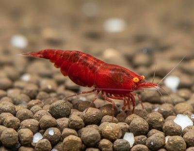 Bloody Mary OE Garnelen (Neocaridina OE) Bloody Mary OE Garnelen (Neocaridina OE)