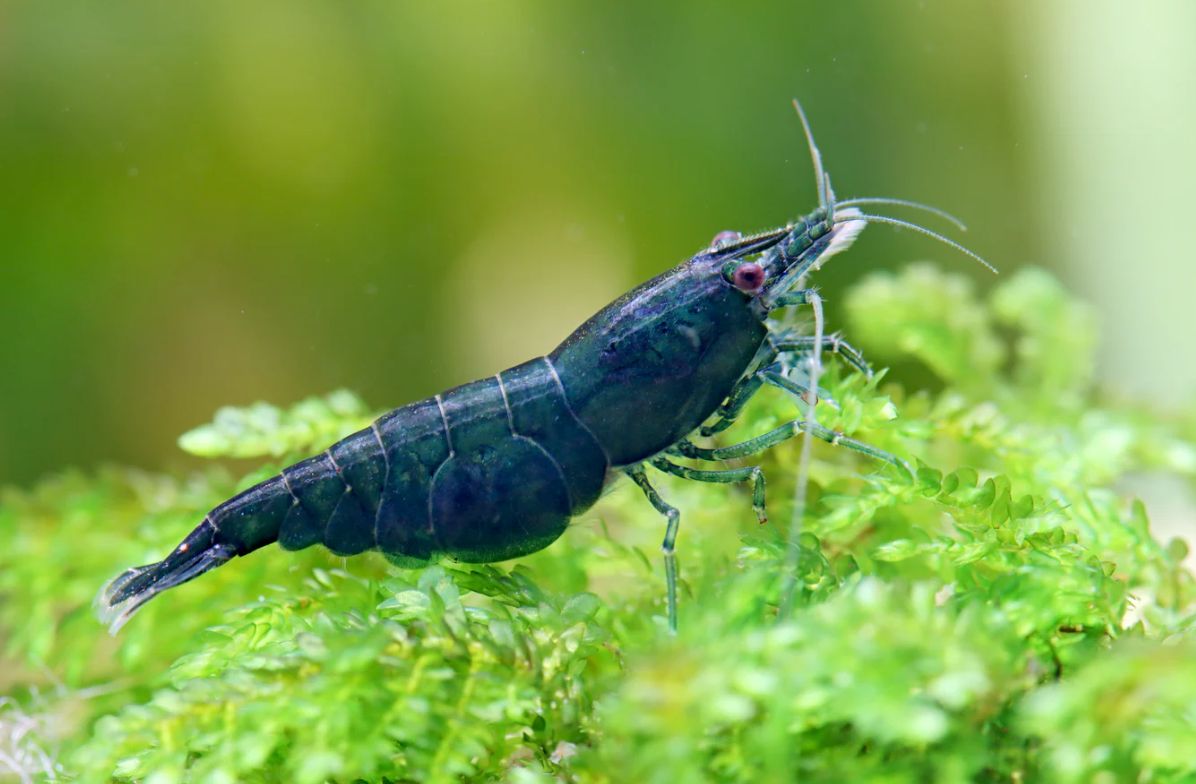 Dark Green Jade Shrimp - Neocaridina davidi Dark Green Jade Shrimp - Neocaridina davidi