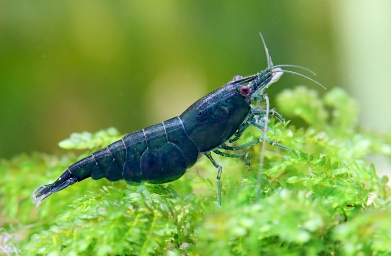Dark Green Jade Shrimp - Neocaridina davidi
