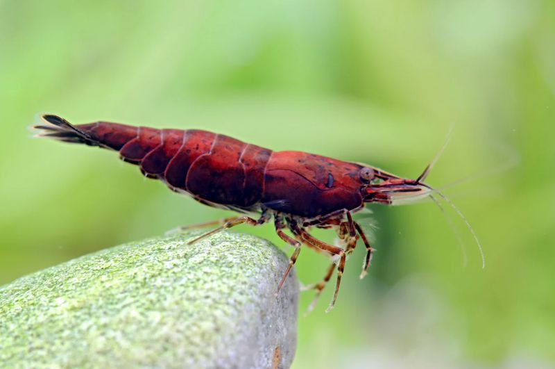 Red Onyx Garnele – Neocaridina davidi | Tiefrote Zwerggarnele für Aquarium, Nano-Becken