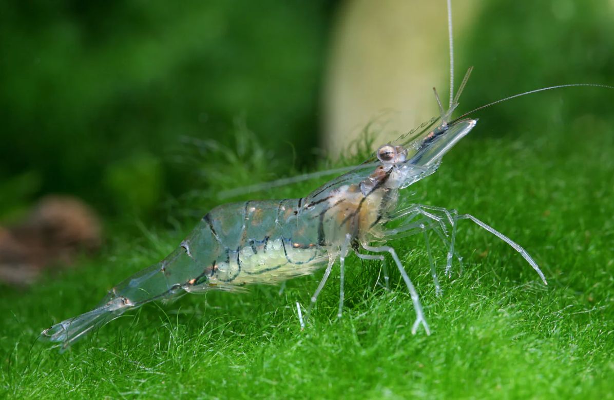 Glasgarnele – Macrobrachium lanchesteri | Transparente Süßwassergarnele für Aquarium, Gesellschaftsbecken Glasgarnele – Macrobrachium lanchesteri | Transparente Süßwassergarnele für Aquarium, Gesellschaftsbecken