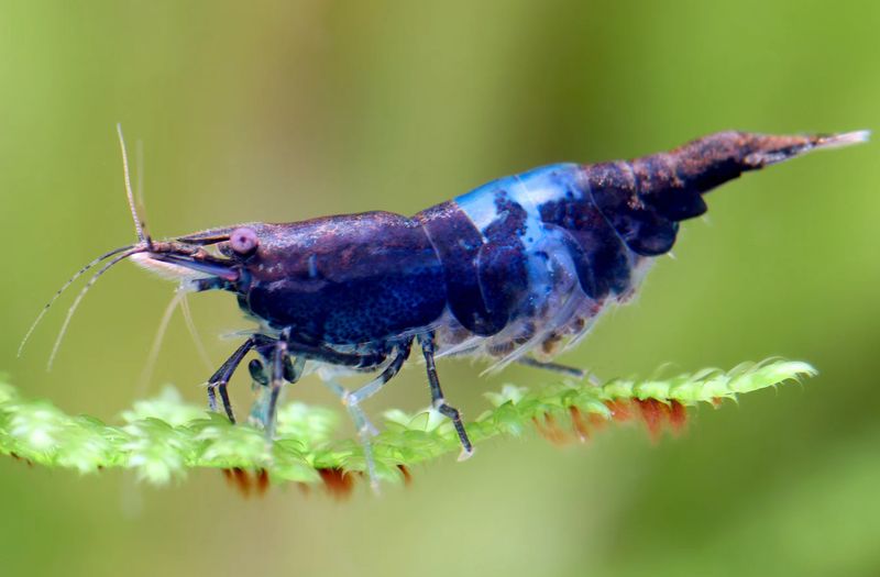 Neocaridina davidi „Blue Black Rili“ | kontrastreiche Zwerggarnele für Aquarium & Nano-Becken