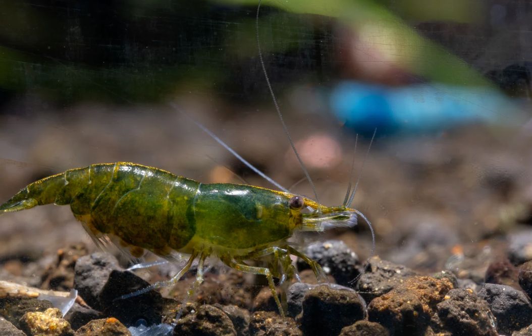 Tragende Green Jade Garnele - Neocaridina davidi Tragende Green Jade Garnele - Neocaridina davidi