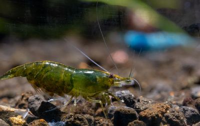 Tragende Green Jade Garnele - Neocaridina davidi Tragende Green Jade Garnele - Neocaridina davidi
