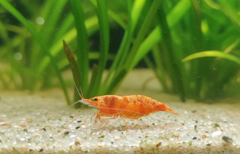 Koi Sunburst Neocaridina davidi