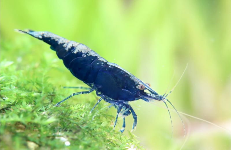 Zwerggarnele „Sapphire“ – Neocaridina davidi in intensiver Blauvariante