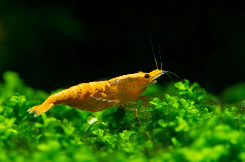 Neocaridina davidi - Zwerggarnele Neocaridina davidi - Zwerggarnele "Yellow golden Top