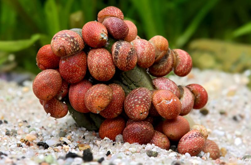 Pink Lady Schnecke - Clithon sowerbianum ss