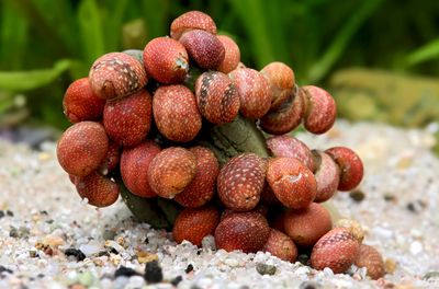 Pink Lady Schnecke - Clithon sowerbianum ss Pink Lady Schnecke - Clithon sowerbianum ss