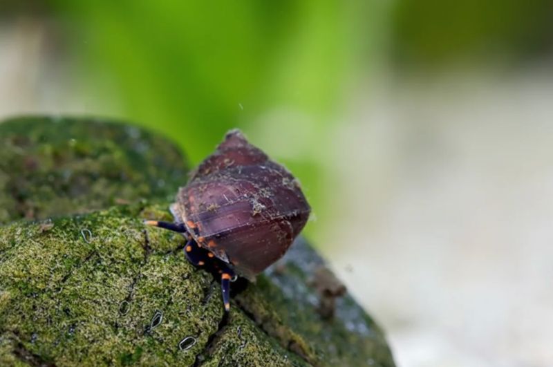 Baby Blue Berry Snail - Notopala sp.