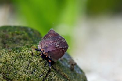 Baby Blue Berry Snail - Notopala sp. Baby Blue Berry Snail - Notopala sp.