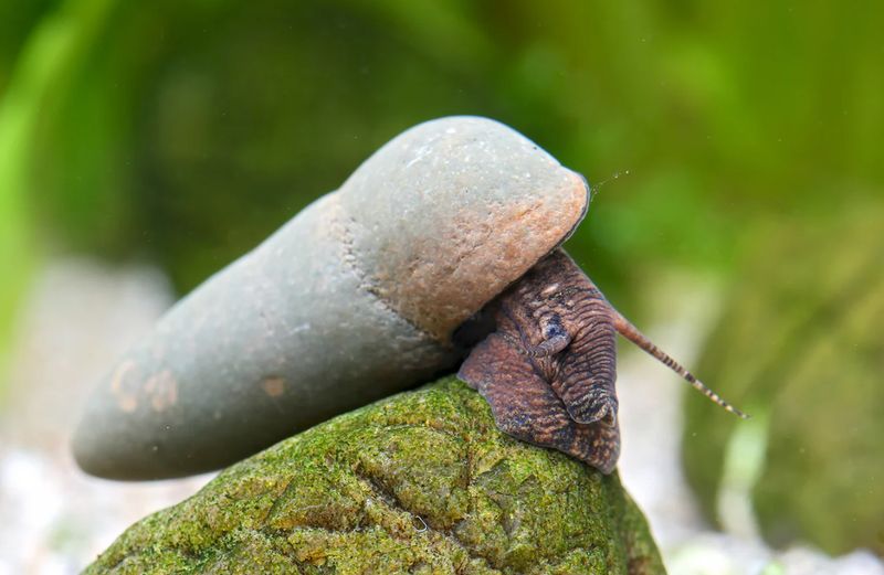 Turmdeckelschnecke - Tylomelania Sp. Chocolate