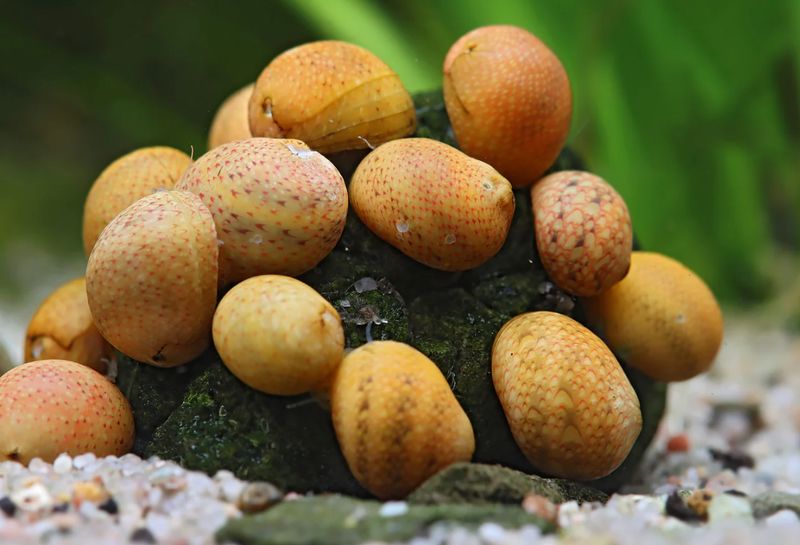Geweihschnecke 'yellow Fancy'