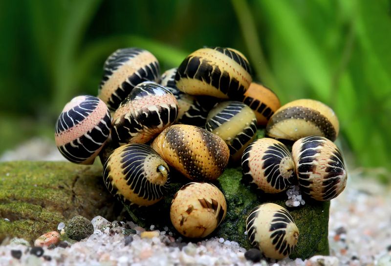 Neritina spec. - Bunte Mini Rennschnecke